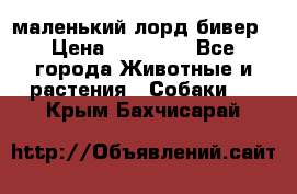 маленький лорд бивер › Цена ­ 10 000 - Все города Животные и растения » Собаки   . Крым,Бахчисарай